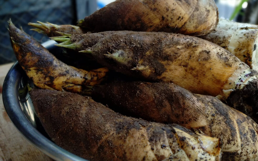 《今週のお席状況＆筍》